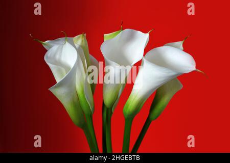 Muttertagskarte mit weißen Calla-Lilien auf rotem Hintergrund Stockfoto