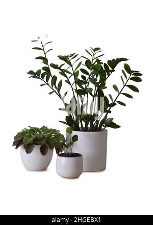 ZZ Pflanze oder Zamioculcas zamiifolia und afrikanische Veilchen isoliert auf weißem Hintergrund. Zimmerpflanzen isoliert auf Weiß Stockfoto