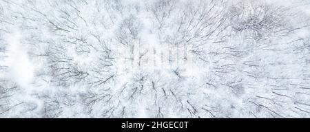 Luftaufnahme zeigt Wald mit Laubbäumen im Schnee. Es ist Winter und die Bäume ragen im Schnee ohne Blätter. Stockfoto