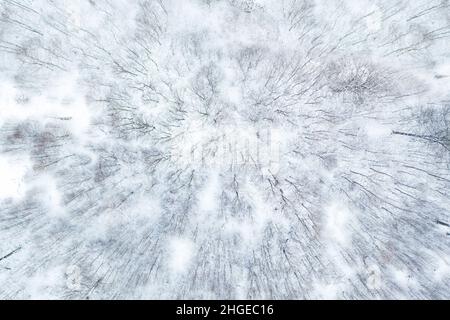 Luftaufnahme zeigt Wald mit Laubbäumen im Schnee. Es ist Winter und die Bäume ragen im Schnee ohne Blätter. Stockfoto