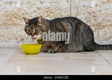 Eine tabby Allekatze, die aus einer gelben Schale isst und ihre Lippen leckt. Stockfoto