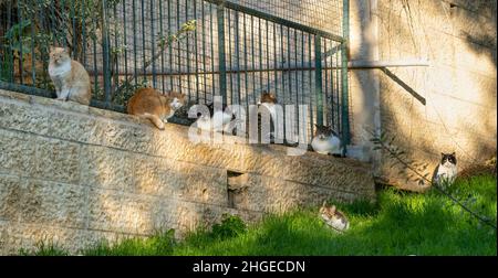 Eine Gruppe von Allekatzen, die an einem Wintertag in einer Straße in Jerusalem, Israel, Sonne fangen. Stockfoto