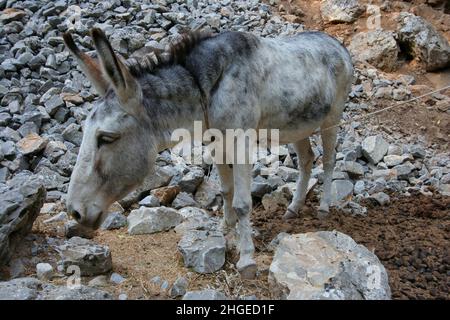 Esel in der Imbros-Schlucht auf Kreta in Griechenland, Europa Stockfoto