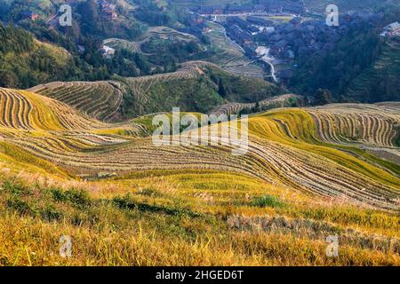 Reisterrassen im Spätsommer, in Wengjia longji, Longsheng, Hunan, China Stockfoto