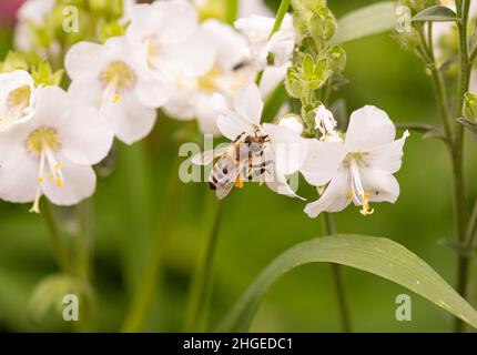 Makro einer Honigbiene (apis mellifera) auf einer weißen Jakobsleiter (polemonium caeruleum) blüht mit verschwommenem Bokeh-Hintergrund Stockfoto