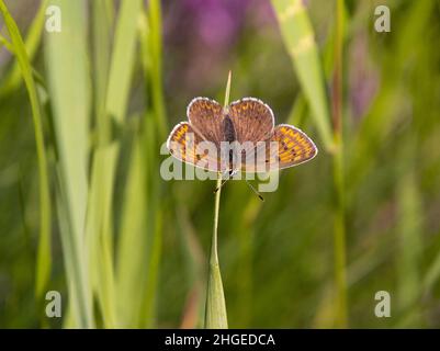 Makro eines weiblichen, rußigen Kupferschmetterlings (lycaena tityrus), der im Gras sitzt, mit verschwommenem Bokeh-Hintergrund; pestizidfreier Umweltschutz Stockfoto