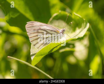 Nahaufnahme eines bergseifigen weißen (pieris bryoniae) Schmetterlings, der auf einem Blatt auf einer Bergwiese im Nationalpark Texelgruppe, Südtirol, sitzt, Stockfoto