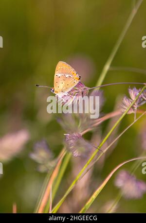 Männlicher seltener Kupferschmetterling (Lycaena virgaureae) auf der Bergwiese des Pfossentals (Naturpark Texelgruppe) Schnals Südtirol Stockfoto