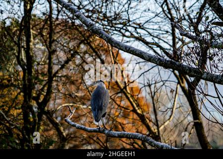 Ein grauer Reiher, der in einem Baum am Ufer des Flusses Eamont im englischen Lake District sitzt Stockfoto