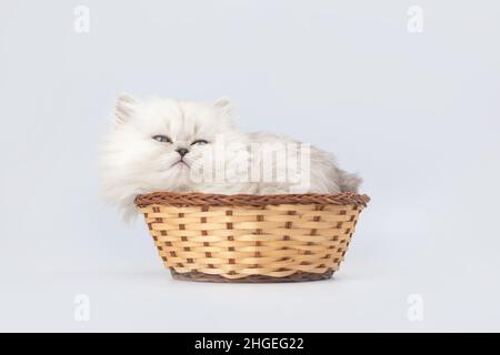 Niedliches Kätzchen im Weidenkorb. Studioaufnahme. Britische Langhaarkatze Rasse Stockfoto
