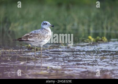 Pallas Gull, Ichthyaetus ichthyaetus, Bhigwan, Maharashtra, Indien Stockfoto