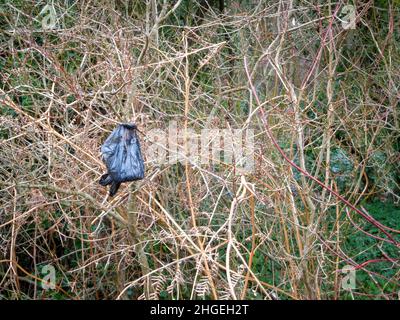 Umweltabfall; Poo-Taschen hängen von rücksichtslosen Hundebesitzern an der Vegetation Stockfoto