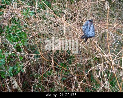 Umweltabfall; Poo-Taschen hängen von rücksichtslosen Hundebesitzern an der Vegetation Stockfoto