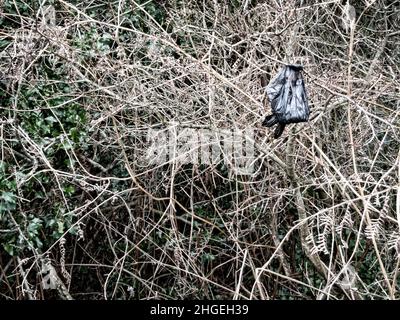 Umweltabfall; Poo-Taschen hängen von rücksichtslosen Hundebesitzern an der Vegetation Stockfoto