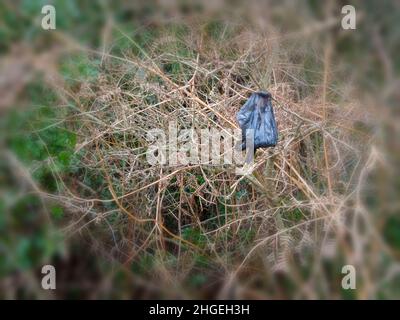 Umweltabfall; Poo-Taschen hängen von rücksichtslosen Hundebesitzern an der Vegetation Stockfoto