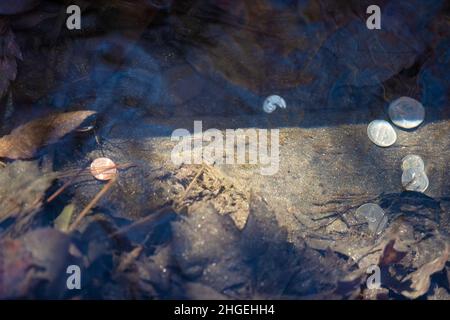 Reisende und Touristen hinterlassen Münzen in der Abzugsrinne, die das Wasser zum Wasserrad in Marby Mill auf dem Blue Ridge Parkway in Virginia leitet Stockfoto