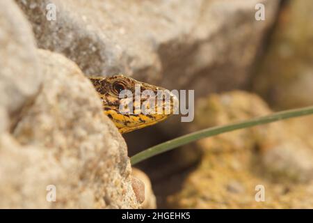 Nahaufnahme einer gemeinsamen europäischen Mauereidechse, Podarcis muralis, die hinter einer Steinmauer um die Ecke rast Stockfoto