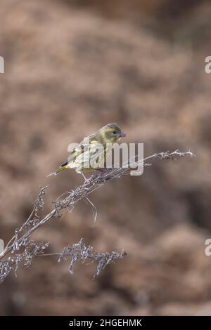 Gelbreiher Grünfink, Chloris spinoides, juvenile, Uttarakhand, Indien Stockfoto