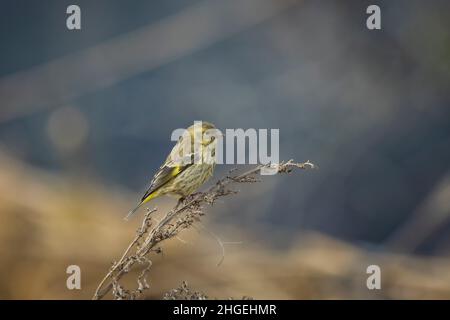 Gelbreiher Grünfink, Chloris spinoides, juvenile, Uttarakhand, Indien Stockfoto