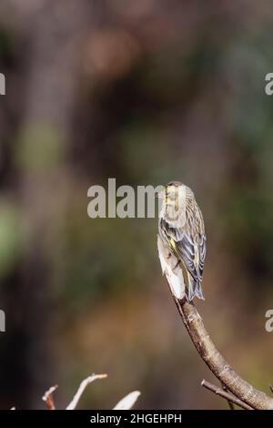 Gelbreiher Grünfink, Chloris spinoides, juvenile, Uttarakhand, Indien Stockfoto