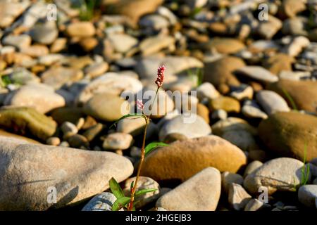 Einsame wilde Blume unter verstreuten Steinen an einem sonnigen Tag Stockfoto