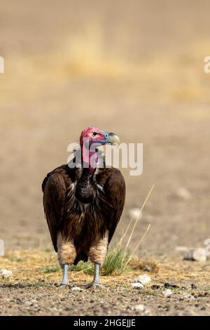 Lappet konfrontiert Geier in der Kgalagadi Stockfoto