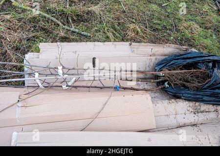 Heritage Apfelbäume bereit gepflanzt werden, um einen Obstgarten von traditionellen Obstbäumen, Großbritannien, im Winter zu schaffen. Teil des Community Orchard Project. Stockfoto