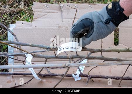 Heritage Apfelbäume bereit gepflanzt werden, um einen Obstgarten von traditionellen Obstbäumen, Großbritannien, im Winter zu schaffen. Teil des Community Orchard Project. Stockfoto