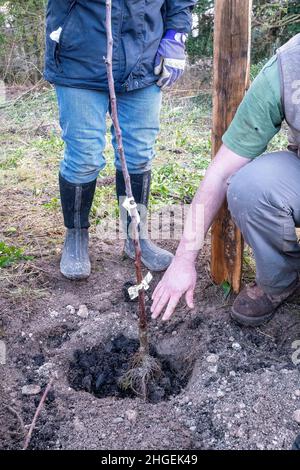 Freiwillige Pflanzen einen traditionellen Apfelbaum und schaffen im Winter in Großbritannien einen Obstgarten mit seltenen traditionellen Apfelbäumen. Teil des Community Orchard Project Stockfoto