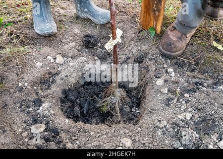 Freiwillige Pflanzen einen traditionellen Apfelbaum und schaffen im Winter in Großbritannien einen Obstgarten mit seltenen traditionellen Apfelbäumen. Teil des Community Orchard Project Stockfoto