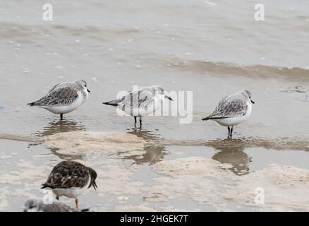 Drei stehende Sanderlinge (Calidris alpina) Stockfoto