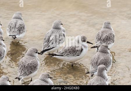 Sanderlinge (Calidris alpina) Stockfoto