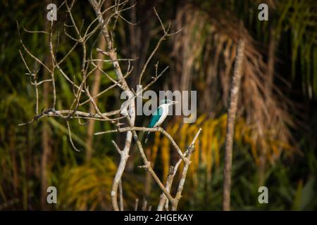 Halsbandfischer, Todirhamphus chloris, Sunderbans, Westbengalen, Indien Stockfoto