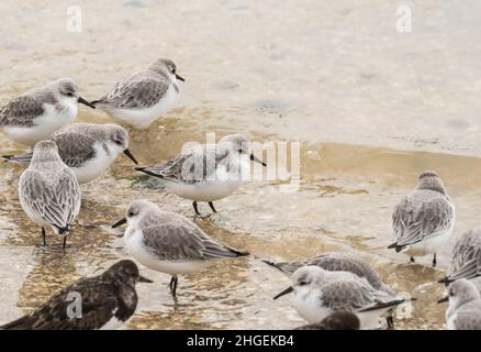 Stehende Sanderlinge (Calidris alpina) Stockfoto