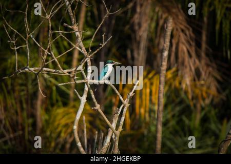 Halsbandfischer, Todirhamphus chloris, Sunderbans, Westbengalen, Indien Stockfoto