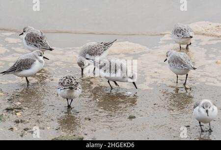 Futtersuche Sanderlinge (Calidris alpina) Stockfoto