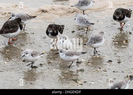 Stehende Sanderling (Calidris alpina) Stockfoto