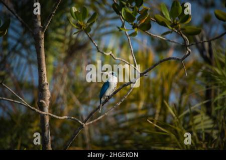 Halsbandfischer, Todirhamphus chloris, Sunderbans, Westbengalen, Indien Stockfoto