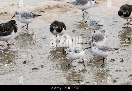 Stehende Sanderling (Calidris alpina) Stockfoto