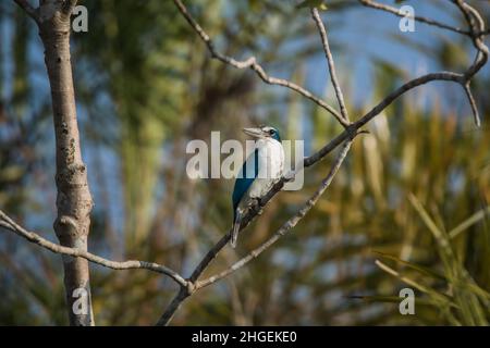 Halsbandfischer, Todirhamphus chloris, Sunderbans, Westbengalen, Indien Stockfoto