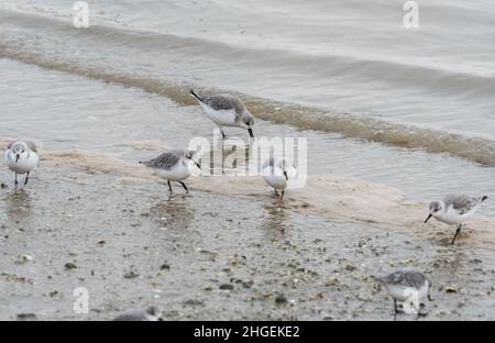 Futtersuche Sanderlinge (Calidris alpina) Stockfoto