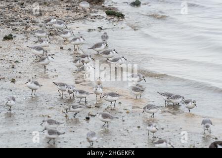 Schar von Sanderlingen (Calidris alpina) Stockfoto