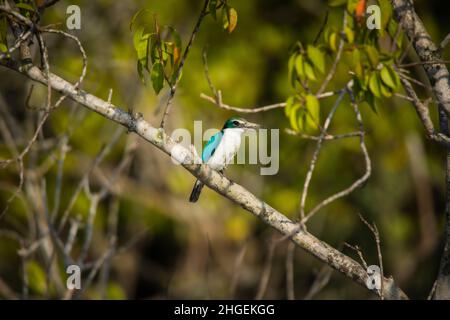 Halsbandfischer, Todirhamphus chloris, Sunderbans, Westbengalen, Indien Stockfoto