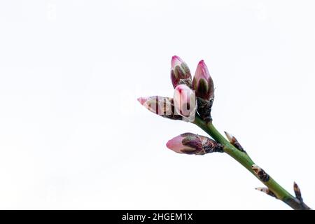 Junge Knospen und Blätter blühen isoliert auf weißem Hintergrund. Im ersten Frühjahr sanfte Knospen und Äste. Frühlingshintergrund. Stockfoto