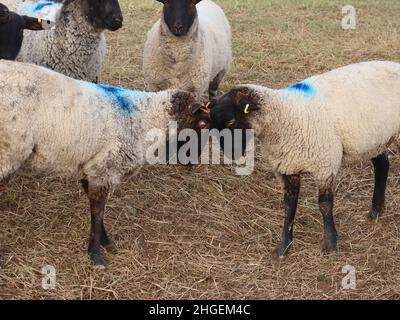 Eine Herde schwarz gesichter Schafe weidet auf einem Feld in der Nähe von Maiden Castle, Dorchester, Dorset, England Stockfoto