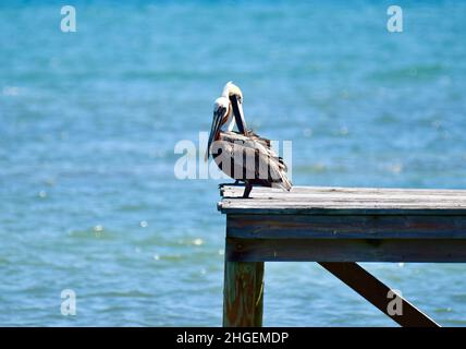 2 Braune Pelikane (Pelecanus occidentalis) ruhen auf einem Dock in San Pedro, Belize Stockfoto