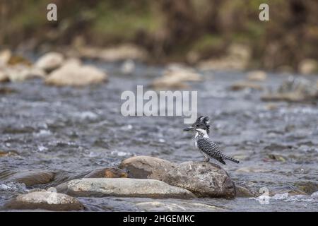 Crested Kingfisher, Megaceryle lugubris, Uttarakhand, Indien Stockfoto