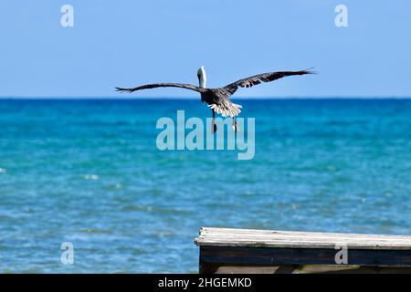Ein brauner Pelikan (Pelecanus occidentalis), der sich auf einem Pier in San Pedro, Belize, anlandet. Das Karibische Meer ist im Hintergrund zu sehen. Stockfoto