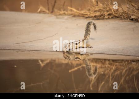 Nördliche Palmenhörnchen, Funambulus pennantii, Jhalana, Rajasthan, Indien Stockfoto