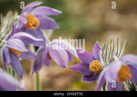 Weißrussland. Schöne Wildfrühlingsblumen Pulsatilla Patens. Blühende Blütenpflanze In Familie Ranunculaceae, Eingeboren In Europa, Russland, Mongolei, China Stockfoto